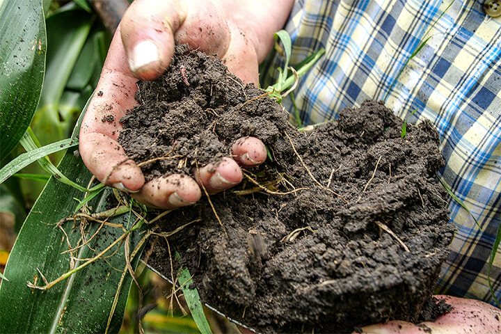 Rich, dark-colored soil with a crumbly texture is a hallmark of healthy soil. This organic matter stores carbon, improves water retention, and provides nutrients for plants