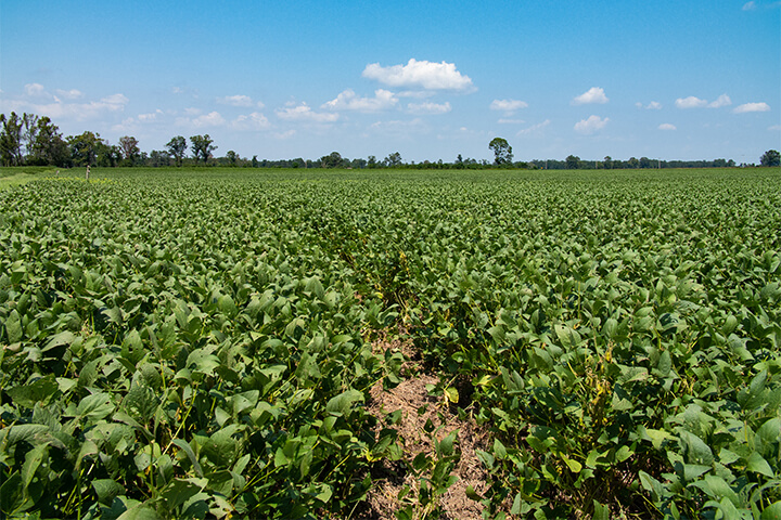 Soybeans growing under a cover crop of rye at a regenerative farm.
