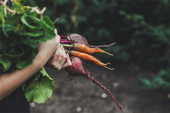 Fresh vegetables picked from a garden.