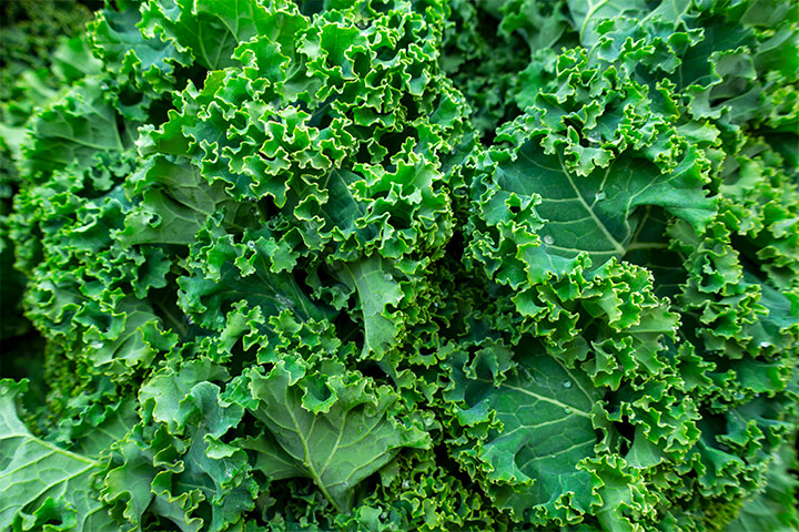 A close up of kale leaves.