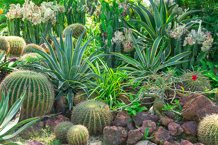 Plants native to arid regions.