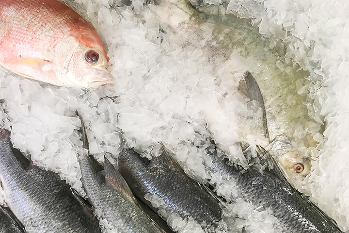 Flake ice keeping fish fresh.