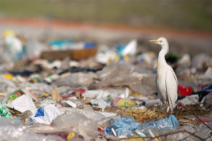 A bird sits on a trash-covered beach.
