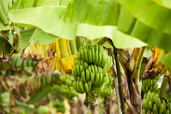 A large banana plant.