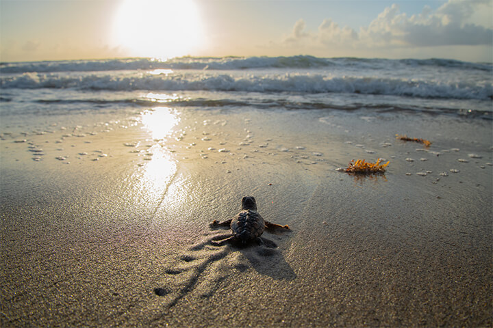 A baby turtle finds its way back into the ocean. 
