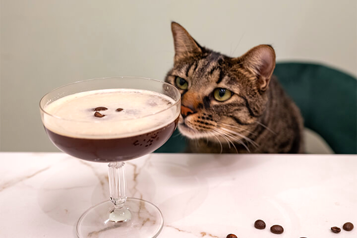 A cat smells an espresso martini.
