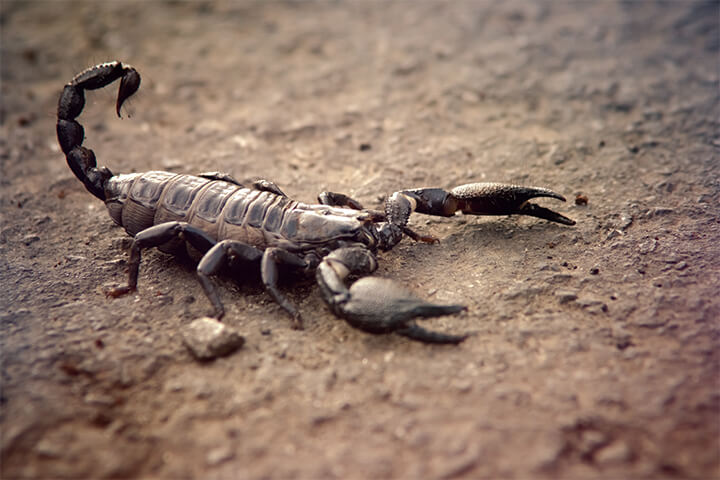 A scorpion. 