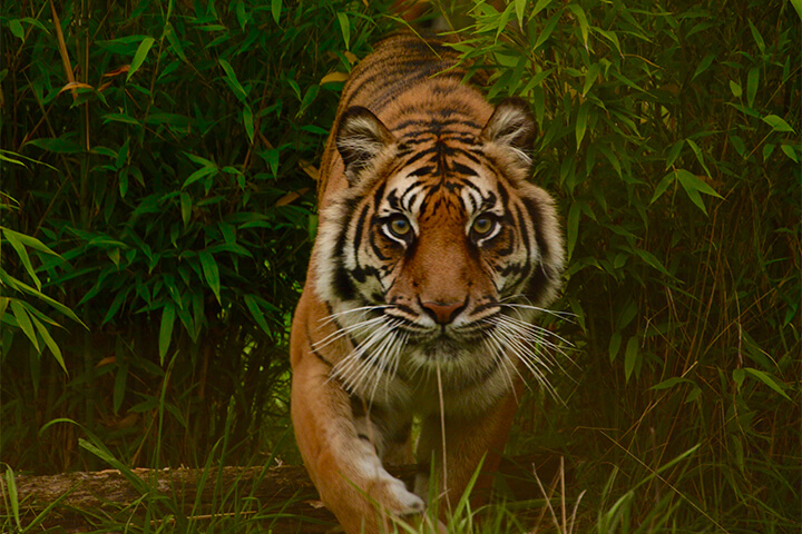 A tiger. 