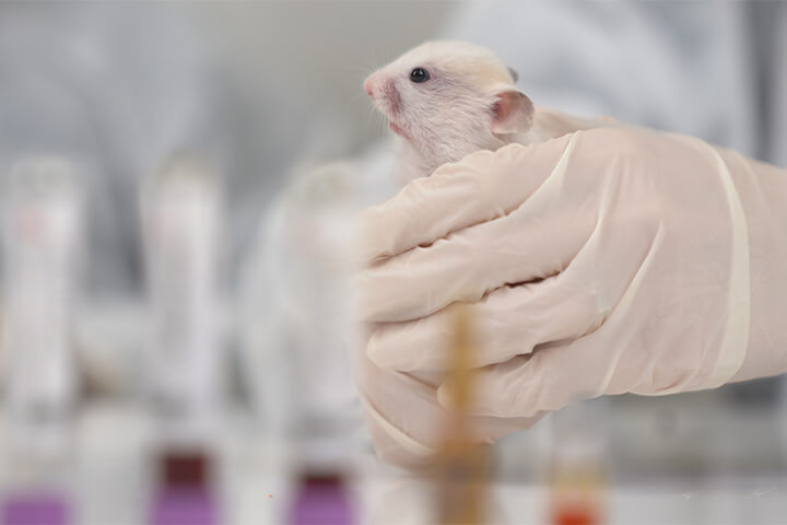A little mouse in gloved hands.