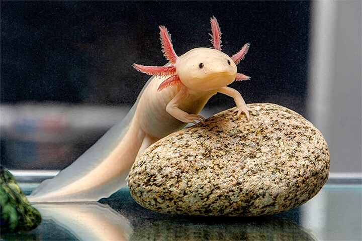 Axolotl