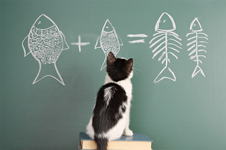 Cat is thinking.